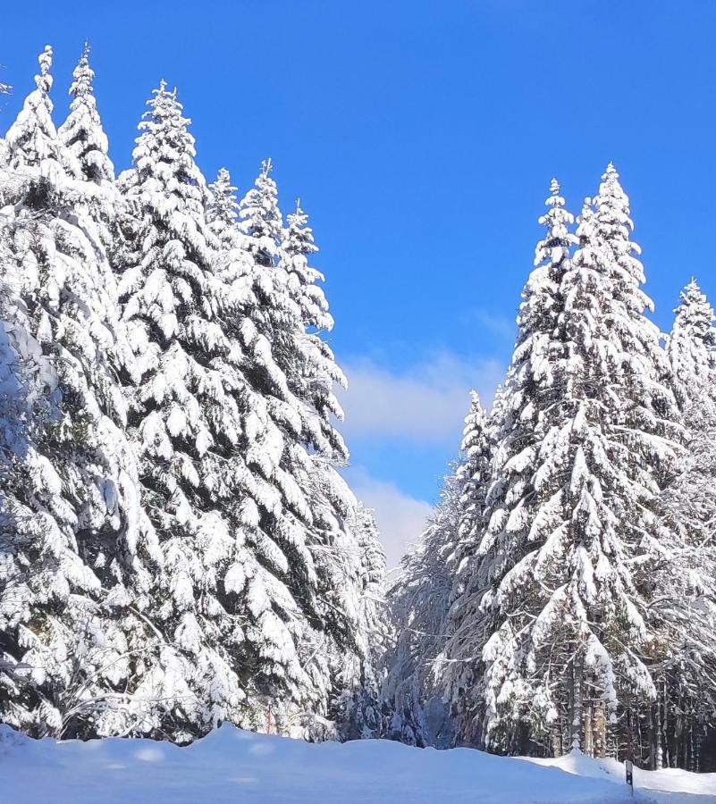 Ferienwohnung Vogelnest Im Schwarzwald Baiersbronn Exteriör bild