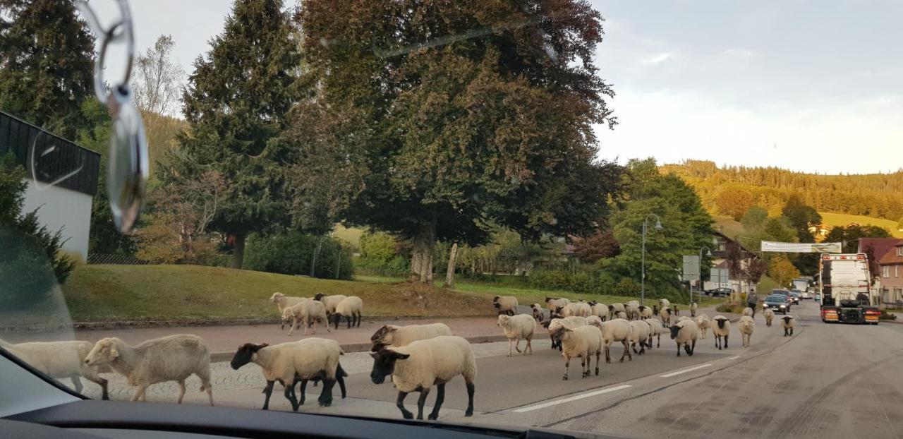 Ferienwohnung Vogelnest Im Schwarzwald Baiersbronn Exteriör bild