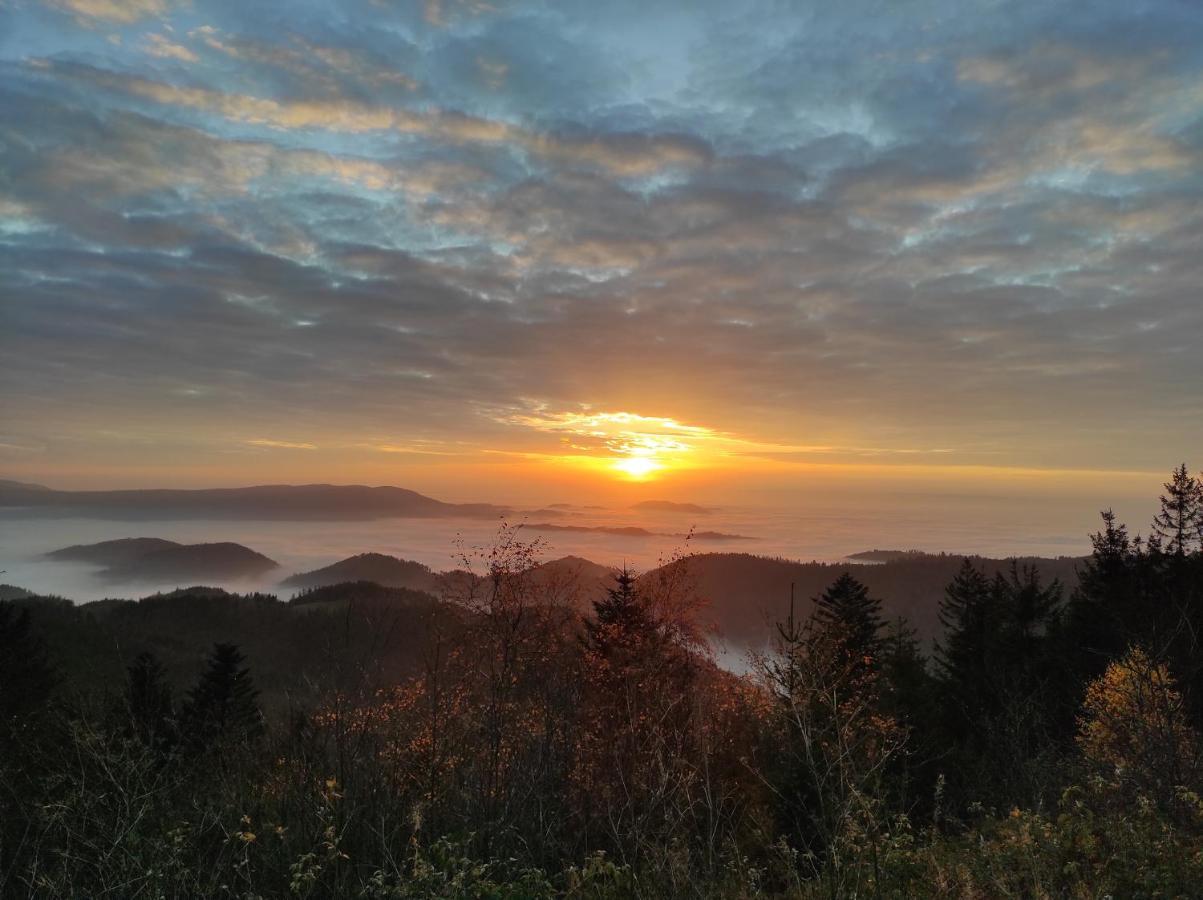Ferienwohnung Vogelnest Im Schwarzwald Baiersbronn Exteriör bild