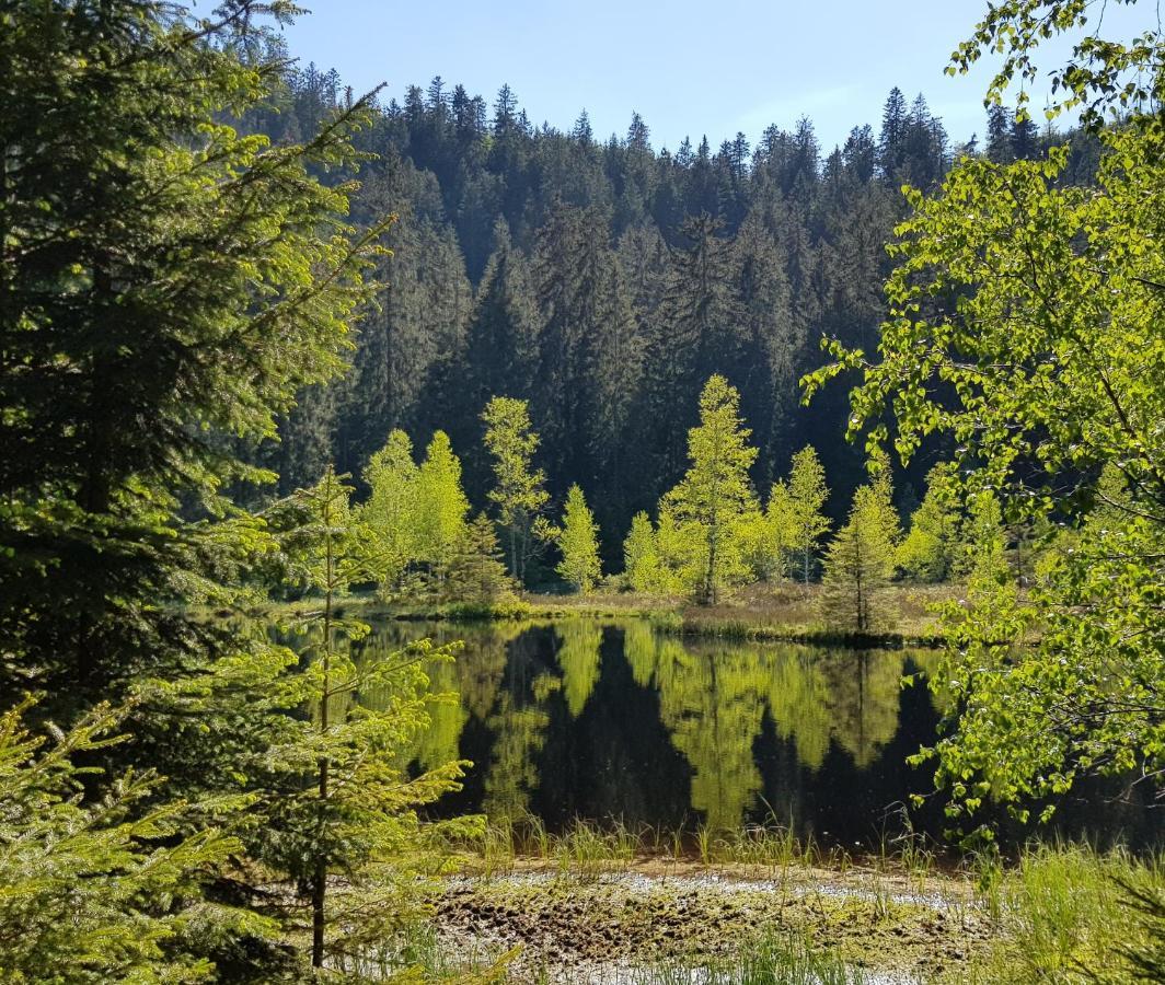 Ferienwohnung Vogelnest Im Schwarzwald Baiersbronn Exteriör bild